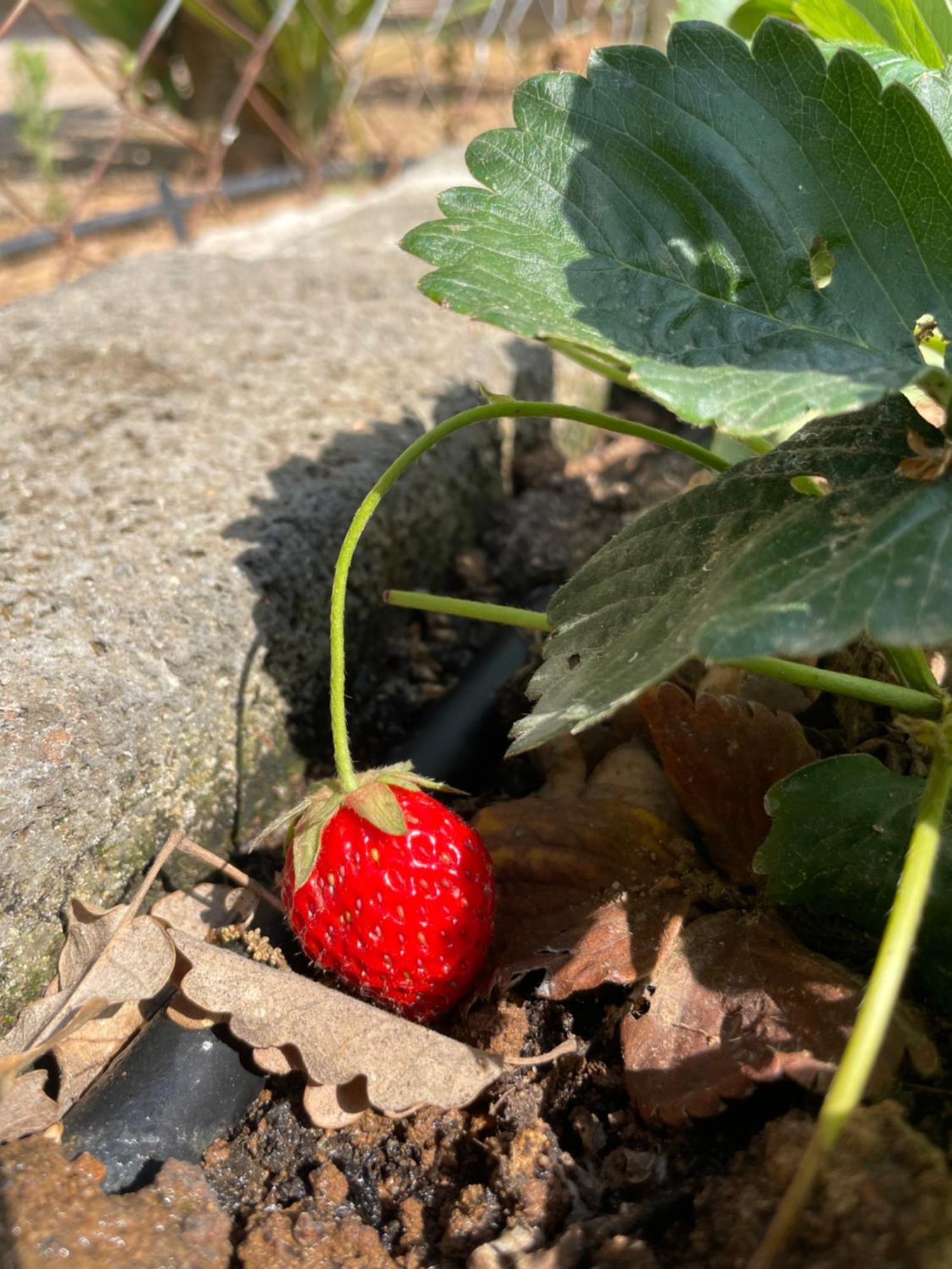 Agriturismo Podere Valdo ガヴォッラーノ エクステリア 写真