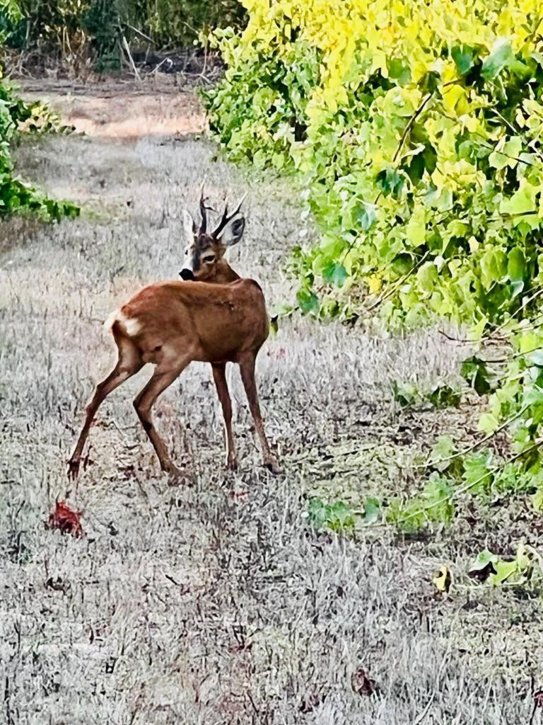 Agriturismo Podere Valdo ガヴォッラーノ エクステリア 写真